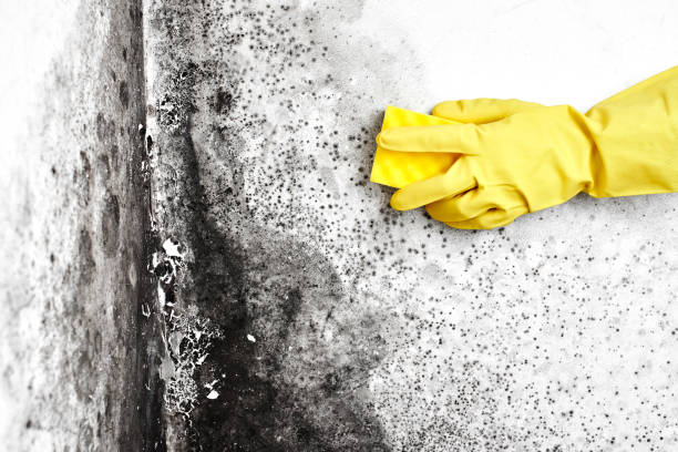 Best Residential Mold Inspection & Testing  in Pomeroy, WA