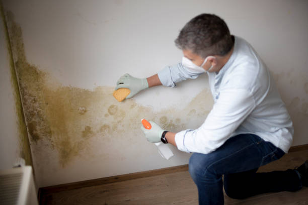 Best Emergency Mold Remediation  in Pomeroy, WA