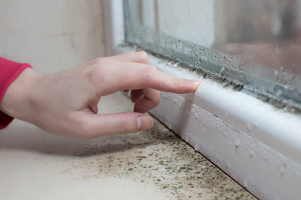 Best Crawl Space Mold Remediation  in Pomeroy, WA