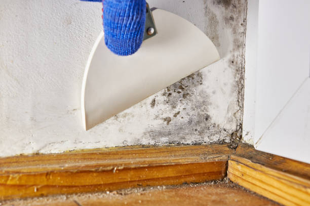 Best Biohazard Mold Removal  in Pomeroy, WA