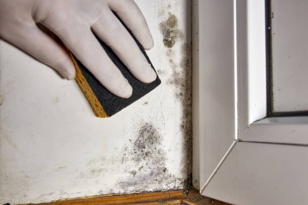 Best Attic Mold Removal  in Pomeroy, WA