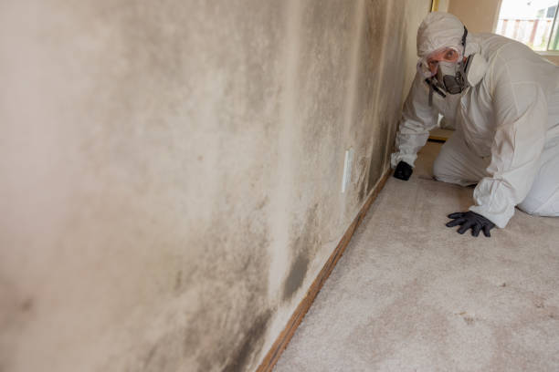 Best Commercial Mold Inspection  in Pomeroy, WA